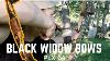 Black Widow Bows Plx 64