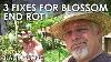 Emergency 3 Fixes For Blossom End Rot Black Gumbo